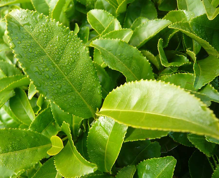 Cha Verde