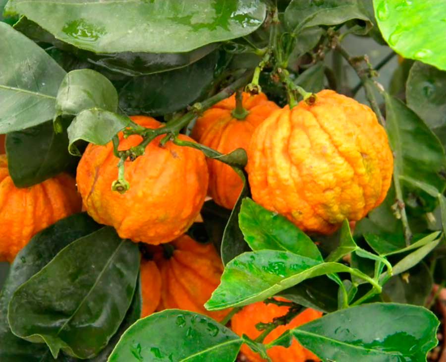 Citrus Aurantium