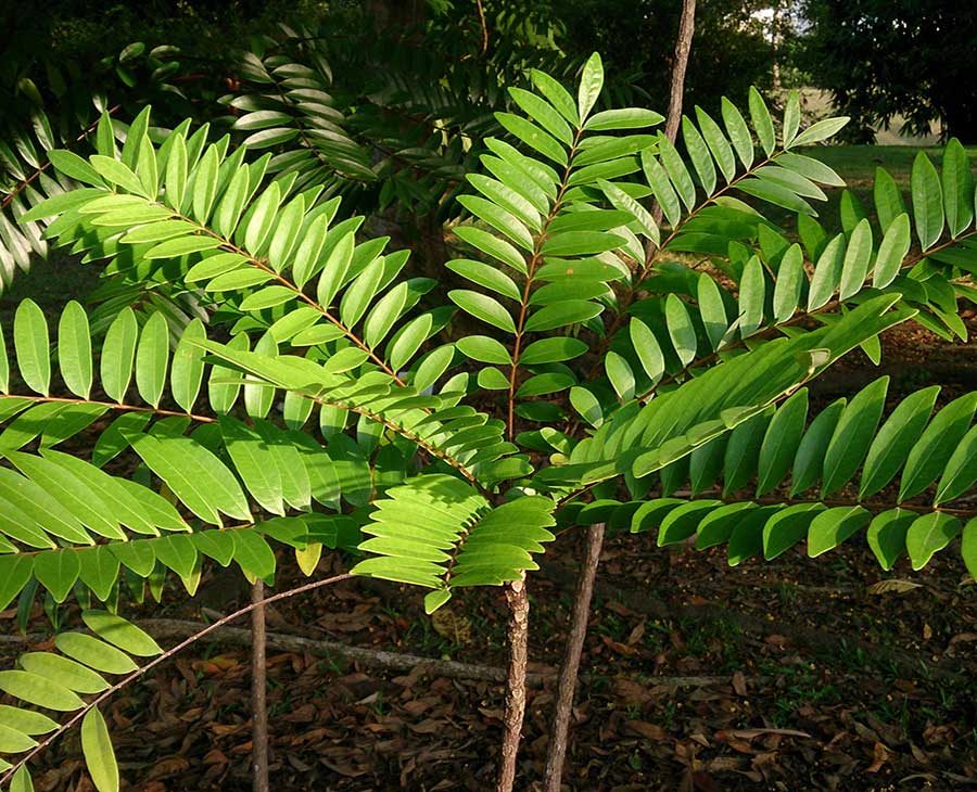 Eurycoma Longifolia